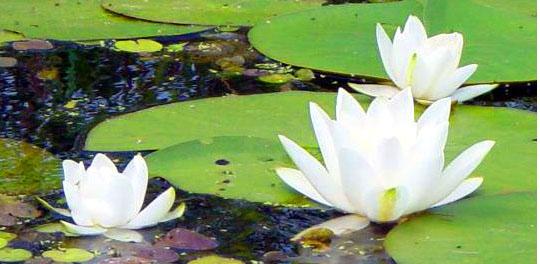 nice things  - delta-dunarii1.jpg